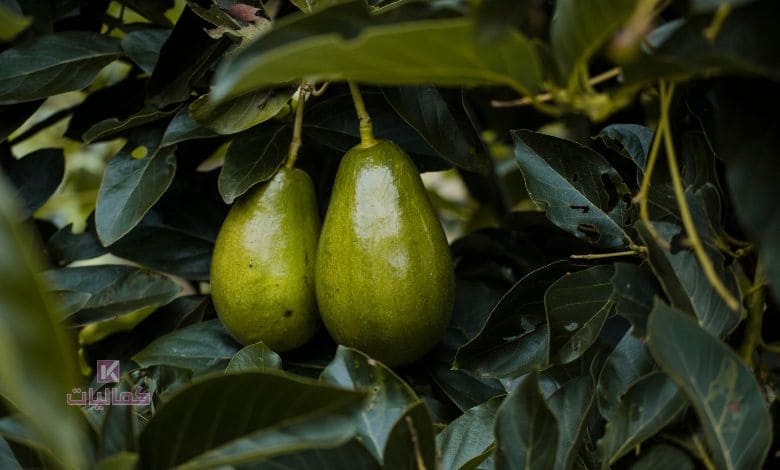 افضل انواع الافوكادو